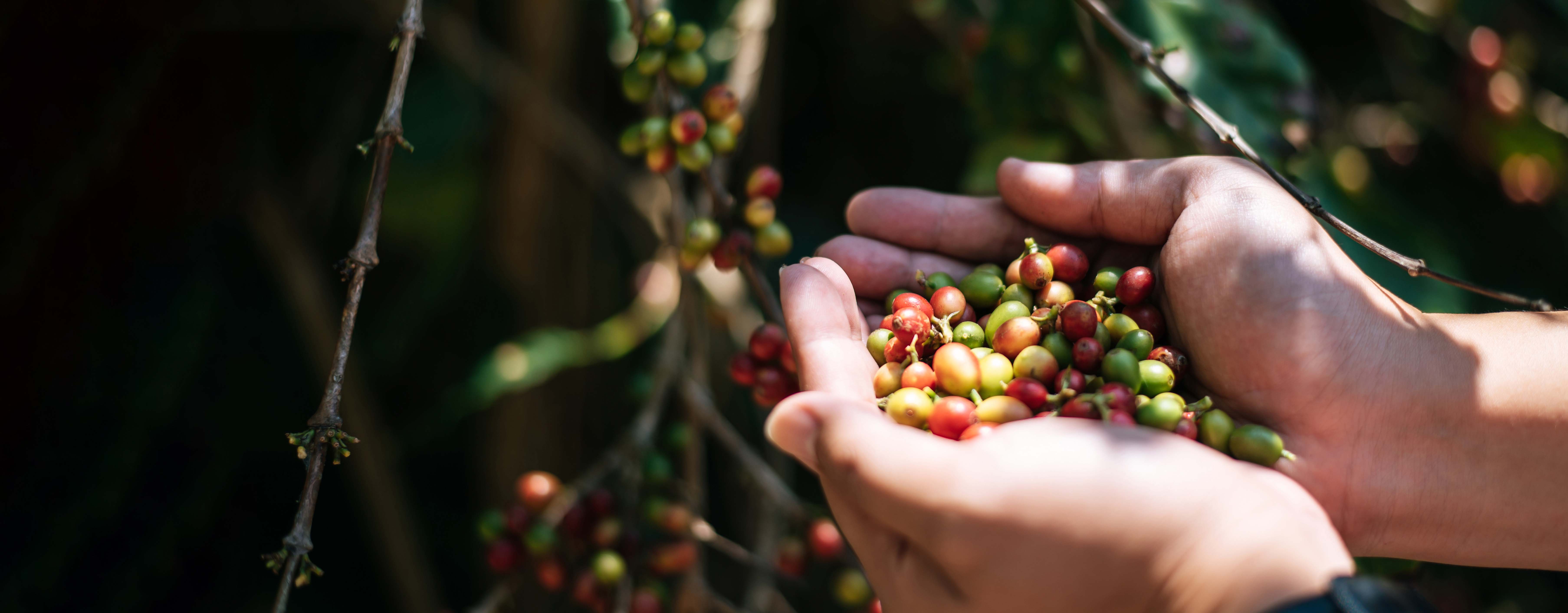Coffee Header 2